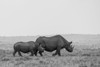 Africa-Kenya-Serengeti-Maasai Mara-Black rhinoceros-Critically endangered Poster Print - Cindy Miller Hopkins # VARPDXAF21CMI0226