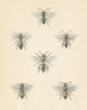 Bee Chart II Poster Print - Wild Apple Portfolio # VARPDX75507