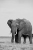 Africa-Kenya-Laikipia Plateau-Ol Pejeta Conservancy-African elephant Poster Print - Cindy Miller Hopkins # VARPDXAF21CMI0154