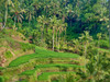 Indonesia-Bali-Ubud-Tegallalang Rice Terraces near Ubud Poster Print - Terry Eggers # VARPDXAS11TEG0058