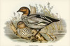 Maned Goose-Bernicla jubata Poster Print - John Gould # VARPDX65298
