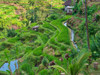 Indonesia-Bali-Ubud-Tegallalang Rice Terraces near Ubud Poster Print - Terry Eggers # VARPDXAS11TEG0056