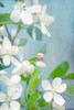 White Blossoms Poster Print - Judy Stalus # VARPDX82216