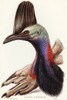 Australian Cassowary-Casuarius australis Poster Print - John Gould # VARPDX65180