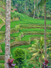 Indonesia-Bali-Ubud-Tegallalang Rice Terraces near Ubud Poster Print - Terry Eggers # VARPDXAS11TEG0053