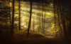 Autumnal Morning Poster Print - Norbert Maier # VARPDX2320147