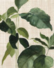 Tropical Study II Linen Poster Print - Julia Purinton # VARPDX74487
