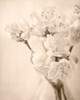 Azalea II Poster Print - Judy Stalus # VARPDX82203