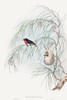 Dicaeum Hirundinaceum-Swallow Diaeumby Poster Print - John Gould # VARPDX65237