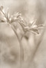 Summer II Poster Print - Judy Stalus # VARPDX82202