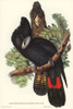 Great-billed Black Cockatoo-Calyptorhynchus macrorhynchus Poster Print - John Gould # VARPDX65195