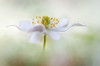 Nemorosa* Poster Print - Mandy Disher # VARPDX447228