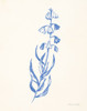 Bluebells II Poster Print - Sara Zieve Miller # VARPDX72124