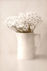 Jug of Daisies Poster Print - Judy Stalus # VARPDX82199