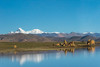 Ruins by a lake-Tibetan Plateau-Dhaulagiri-Shigatse Prefecture-Tibet-China Poster Print - Keren Su # VARPDXAS07KSU3074