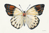 Butterfly Study I Poster Print - Farida Zaman # VARPDX74460
