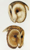 Masked barn owl and Tasmanian masked owl Poster Print - John Gould # VARPDX65191