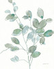 Transparent Branch Eucalyptus Poster Print - Danhui Nai # VARPDX79239