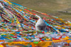 Prayer flags with juniper incense burner on Tibetan Plateau-Namtso-Lake Nam-Tibet-China Poster Print - Keren Su # VARPDXAS07KSU2949