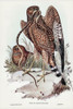 Square-tailed kite-Circus jardinii Poster Print - John Gould # VARPDX65184