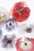 Dreaming Poppies Poster Print - Judy Stalus # VARPDX82175