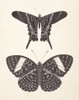Papillons II Neutral Poster Print - Wild Apple Portfolio # VARPDX78215