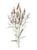 Dainty Botanical III Poster Print - Sally Swatland # VARPDX47369
