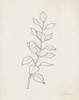 August Branch I Poster Print - Silvia Vassileva # VARPDX74417