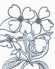 BW Blooms III Poster Print - Wild Apple Portfolio # VARPDX72139