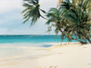 Palm Trees II Poster Print - Unknown # VARPDX3553