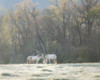 Morning Graze Poster Print - Danny Head # VARPDX228453