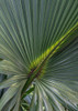 Palm Detail V Poster Print - Danny Head # VARPDX207217