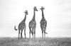 Giraffes In The  Mara Plains Poster Print - Xavier Ortega # VARPDX1672825