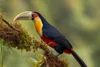 Red-Breasted Toucan Poster Print - Piotr Galus # VARPDX1765496