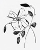 Wild Clematis II Poster Print - Sally Swatland # VARPDX47067