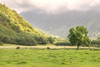 Kauai Grazing Poster Print - Danny Head # VARPDX222904