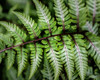 Fern Detail Poster Print - Danny Head # VARPDX180001