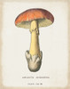 Mushroom Study IV Poster Print - Wild Apple Portfolio # VARPDX74156