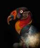 King Vulture-Sarcoramphus Papa Poster Print - Ferdinando Valverde # VARPDX520703