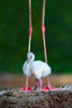 Caribbean Flamingo Chick Poster Print - Xavier Ortega # VARPDX1917429
