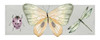 Pretty Insects I Poster Print - Carol Robinson # VARPDX46997