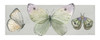 Pretty Insects II Poster Print - Carol Robinson # VARPDX46998