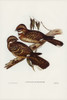 Large-tailed Goat-sucker-Caprimulgus macrurus Poster Print - John Gould # VARPDX65906