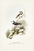 White-fronted chat-Ephthianura albifrons Poster Print - John Gould # VARPDX65904