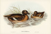 White-eyed Duck-Nyroca Australis Poster Print - John Gould # VARPDX65900