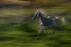 Galloping Poster Print - Milan Malovrh # VARPDX2328740