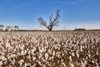 Cotton field near Marks-Mississippi Poster Print - Carol Highsmith # VARPDX64650