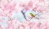Cherry-Blossom Color Poster Print - Takashi Suzuki # VARPDX1667379