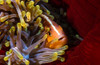 Skunk Clownfish Poster Print - Barathieu Gabriel # VARPDX1366320