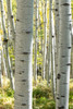 Aspen Trunks III Poster Print - Danny Head # VARPDX203451